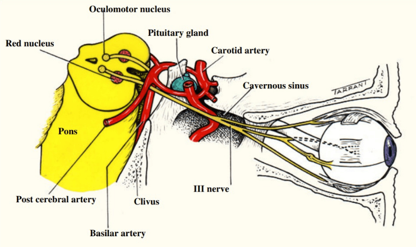 oculomotor nerve pathway