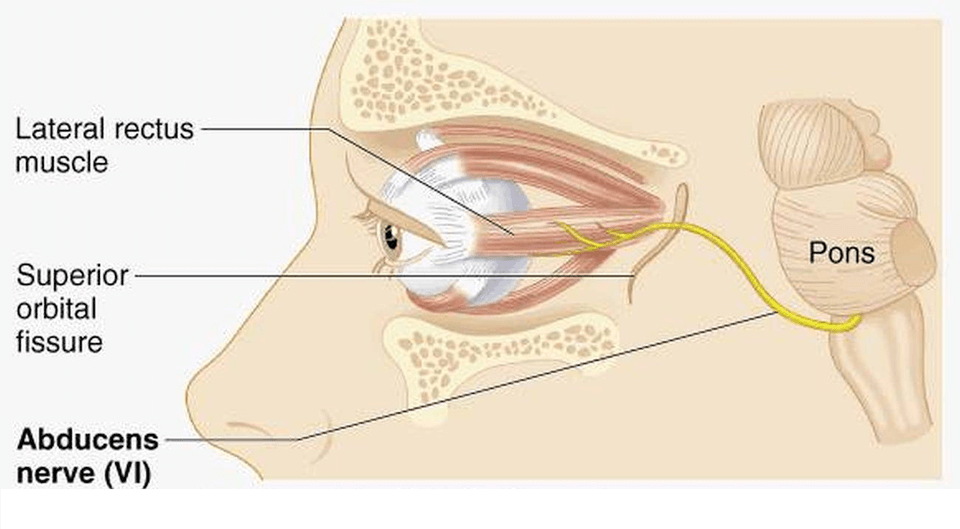 abducens-nerve-pathway