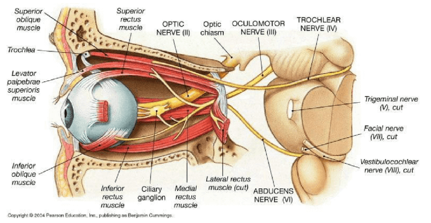 cranial nerve pathway